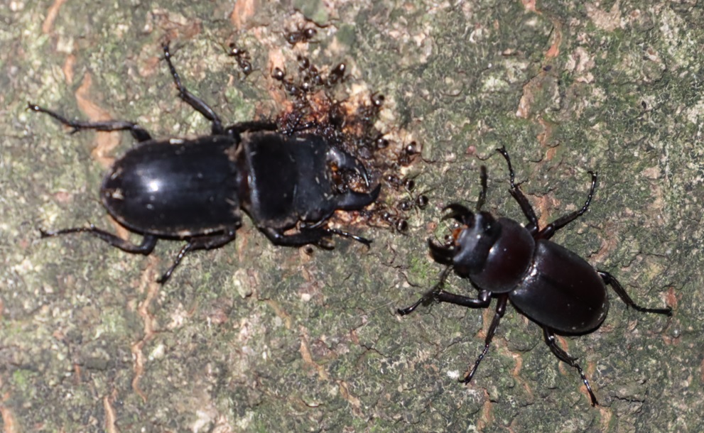 ヒラタクワガタ♂（時系列3）_シラカシ_2023年8月16日20時30分 気温26.8度